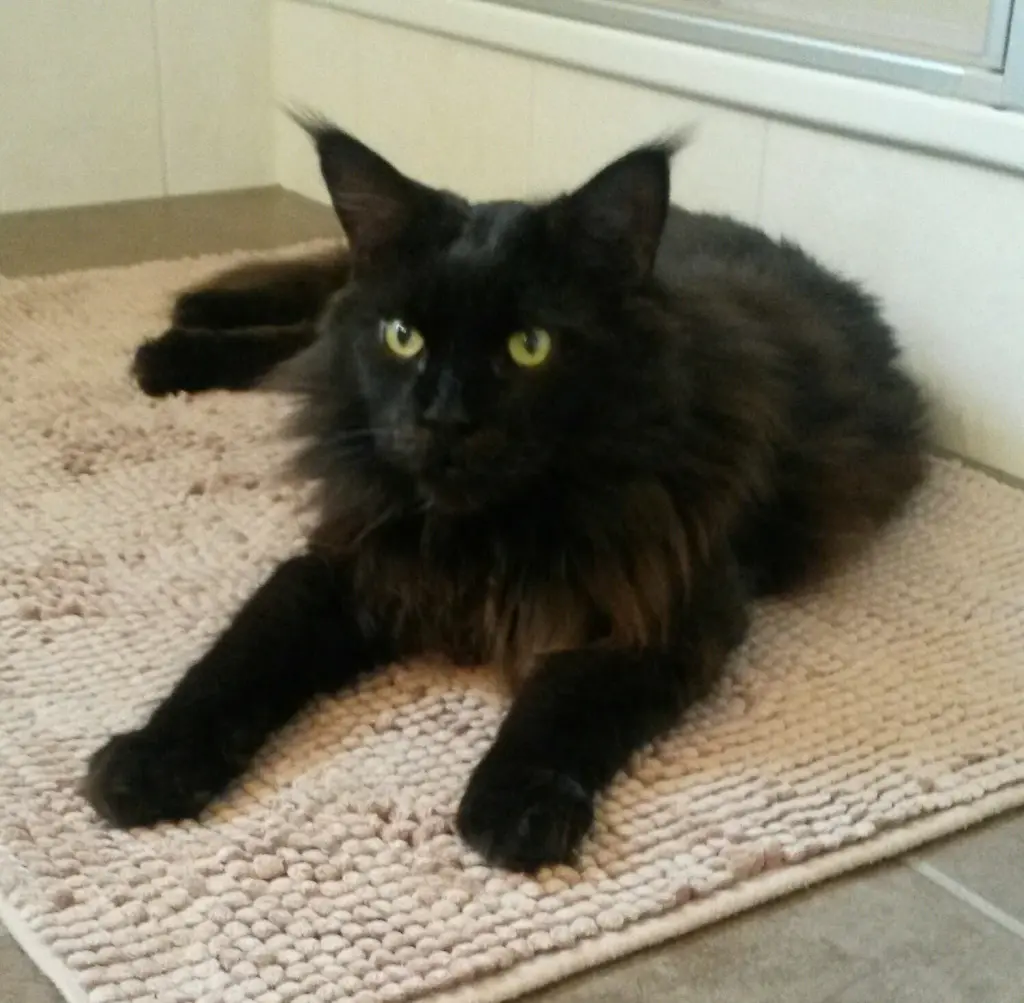 Bild von Bailey