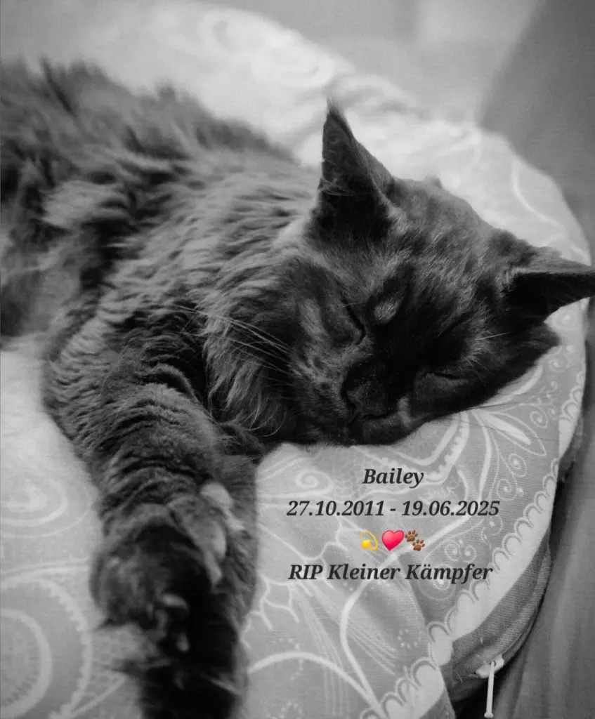 Bild von Bailey