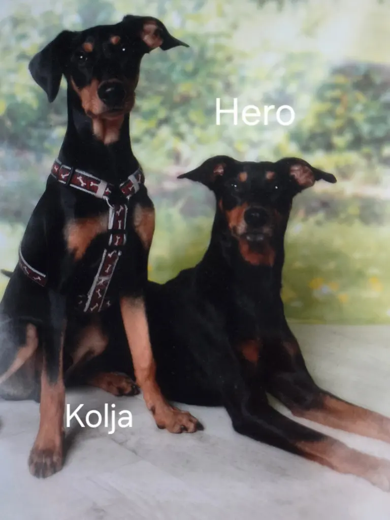 Bild von Kolja