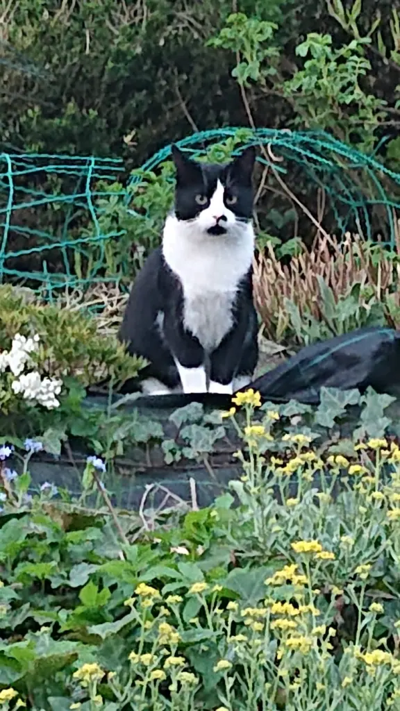 Bild von Mr Cat
