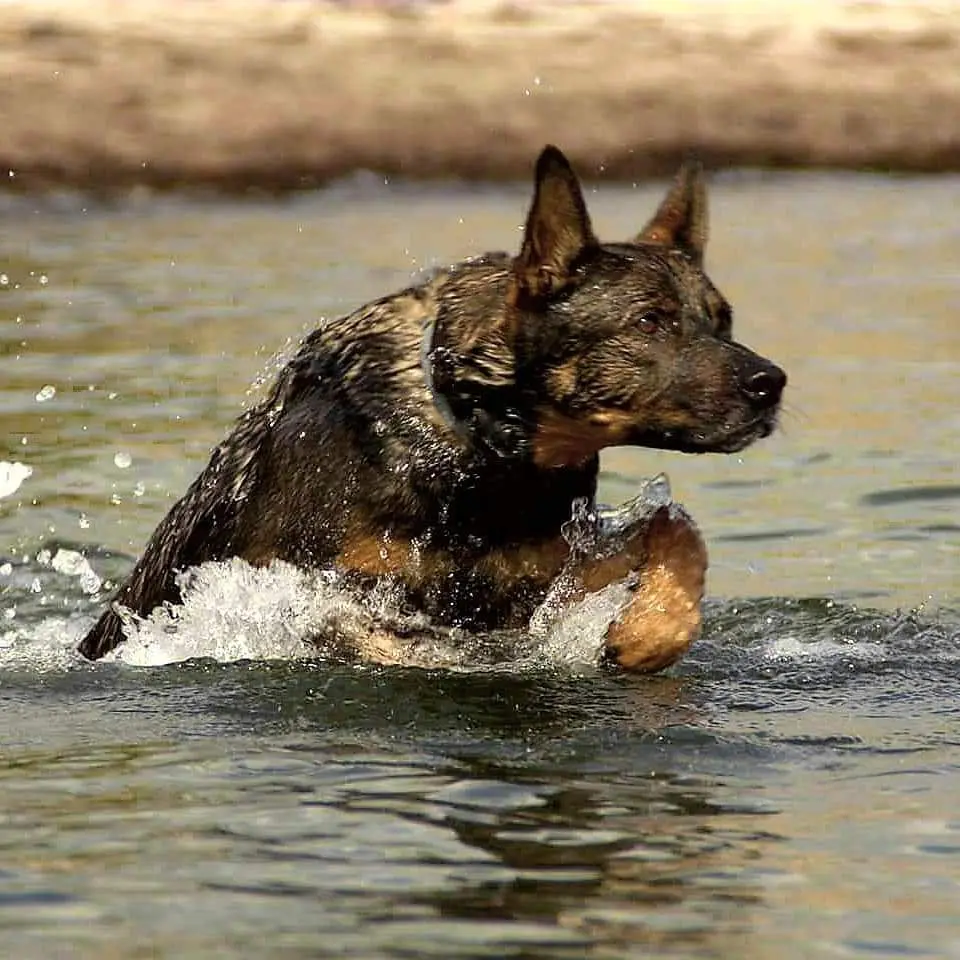 Meine Wasserratte