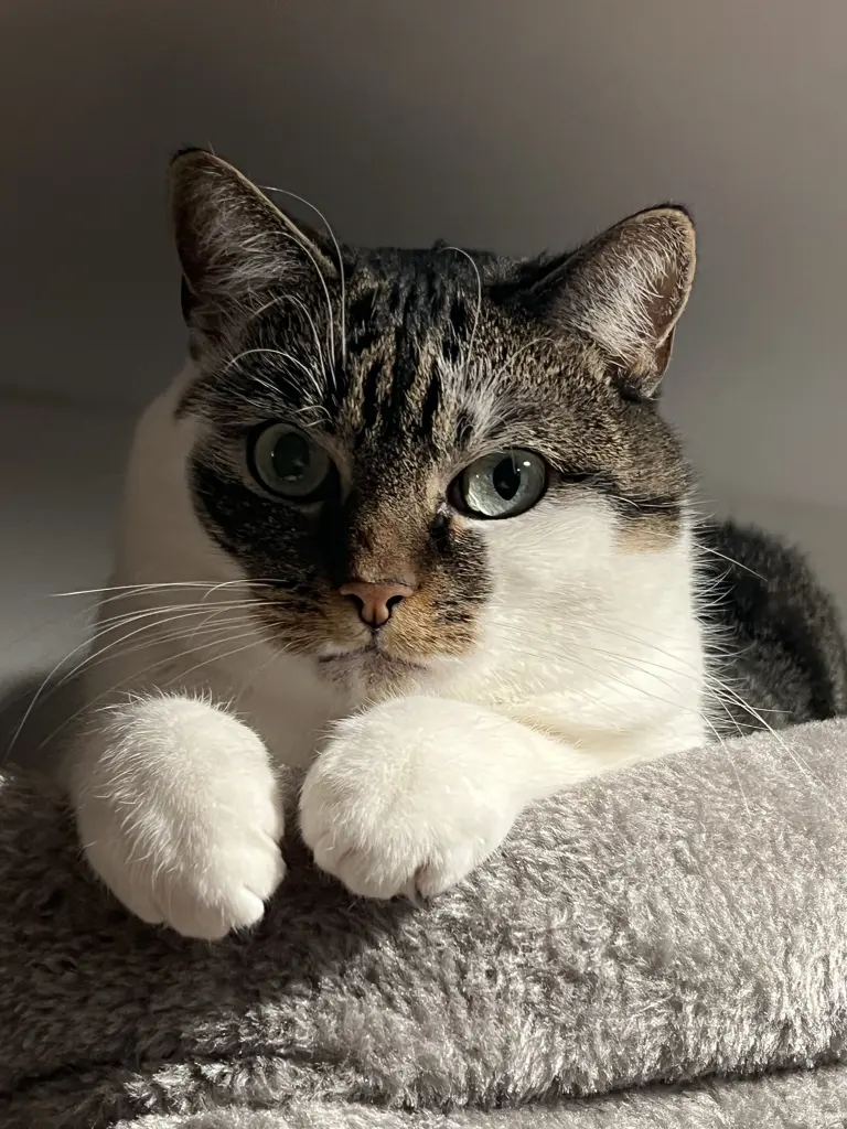 Andachtsbild von Andre