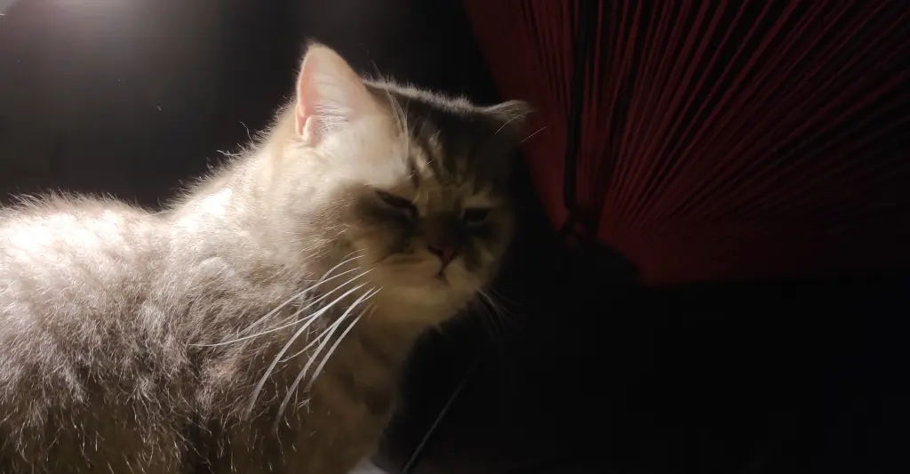 Bild von PRINZ EISENHERZ