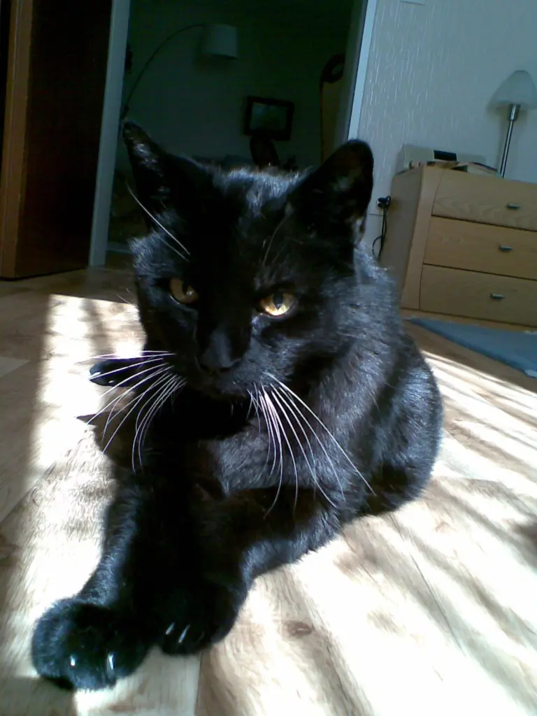 Andachtsbild von von Jadwiga mit Casanova im Herzen