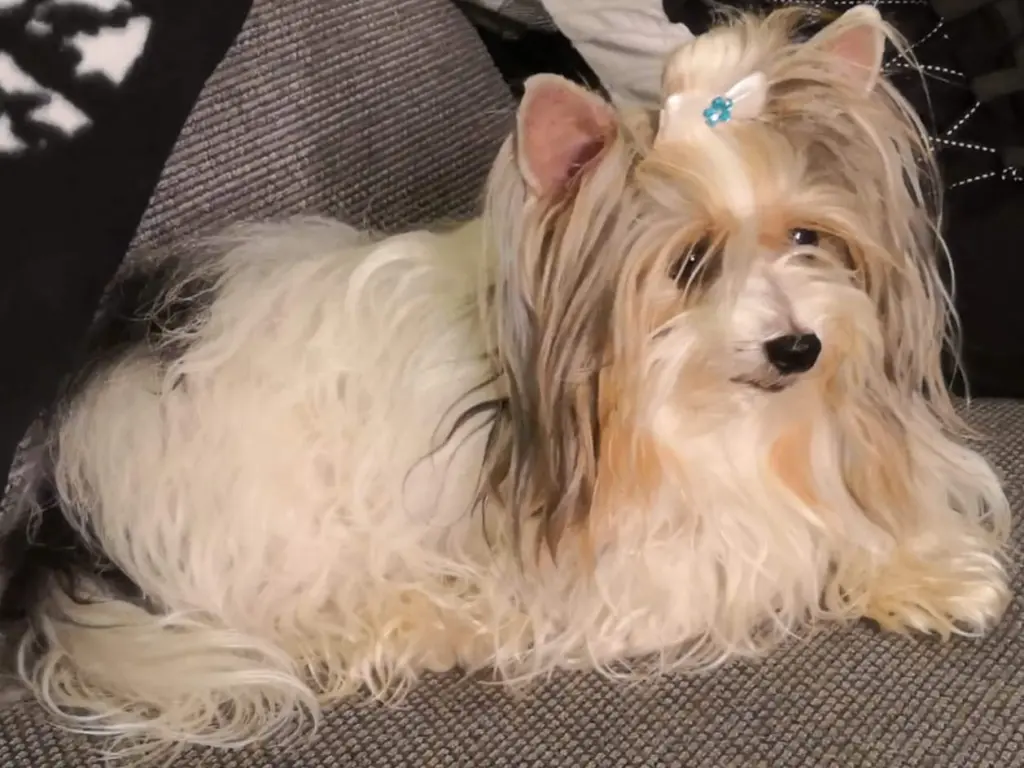 Andachtsbild von Konny mit Piccolino-Fly tief im ❤️+19.10.2024