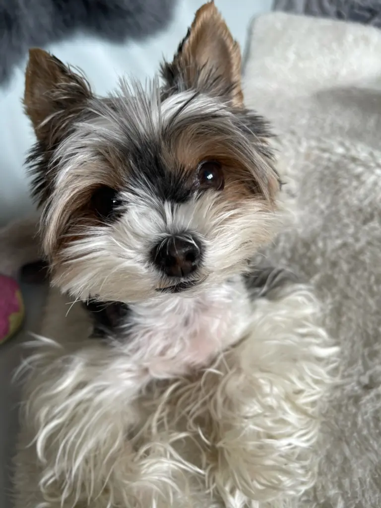 Bild von Poupilou
