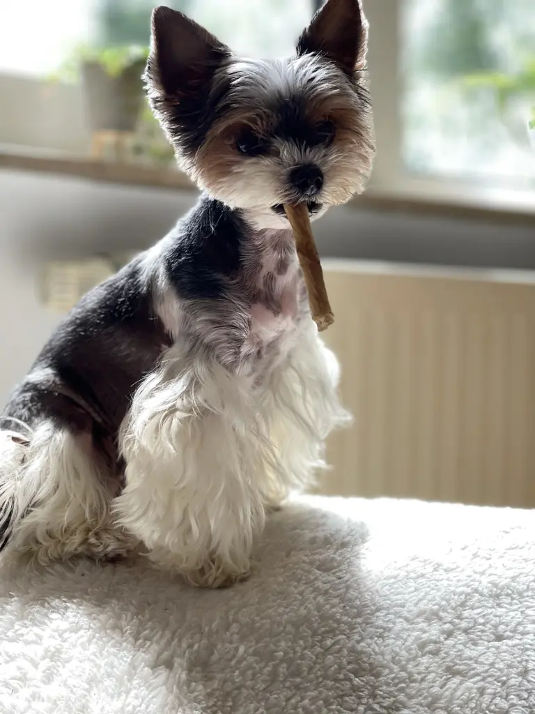 Bild von Poupilou