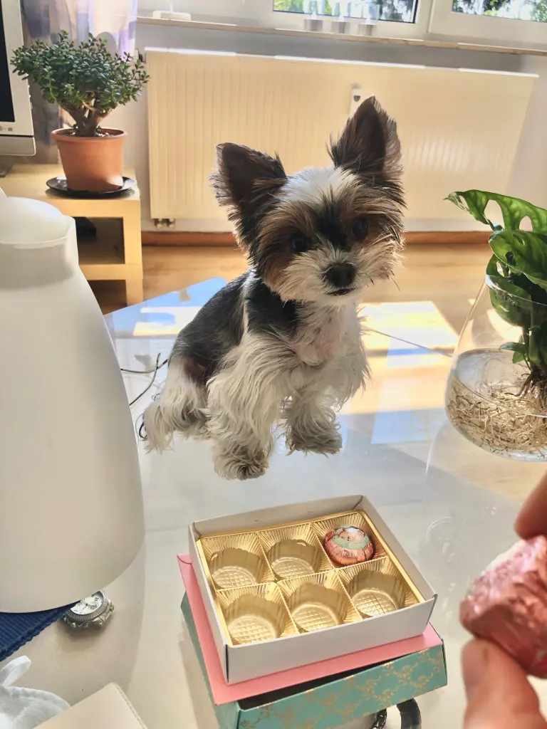 Bild von Poupilou