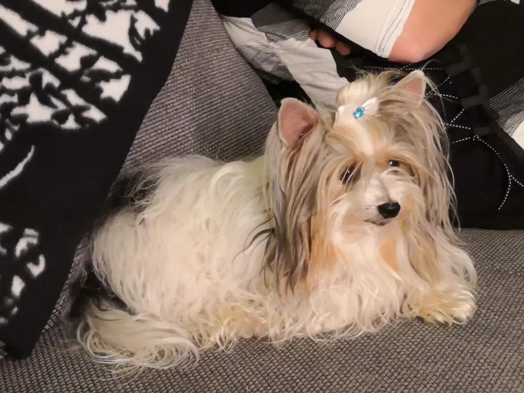 Andachtsbild von Konny mit Piccolino-Fly tief im ❤️+19.10.2024