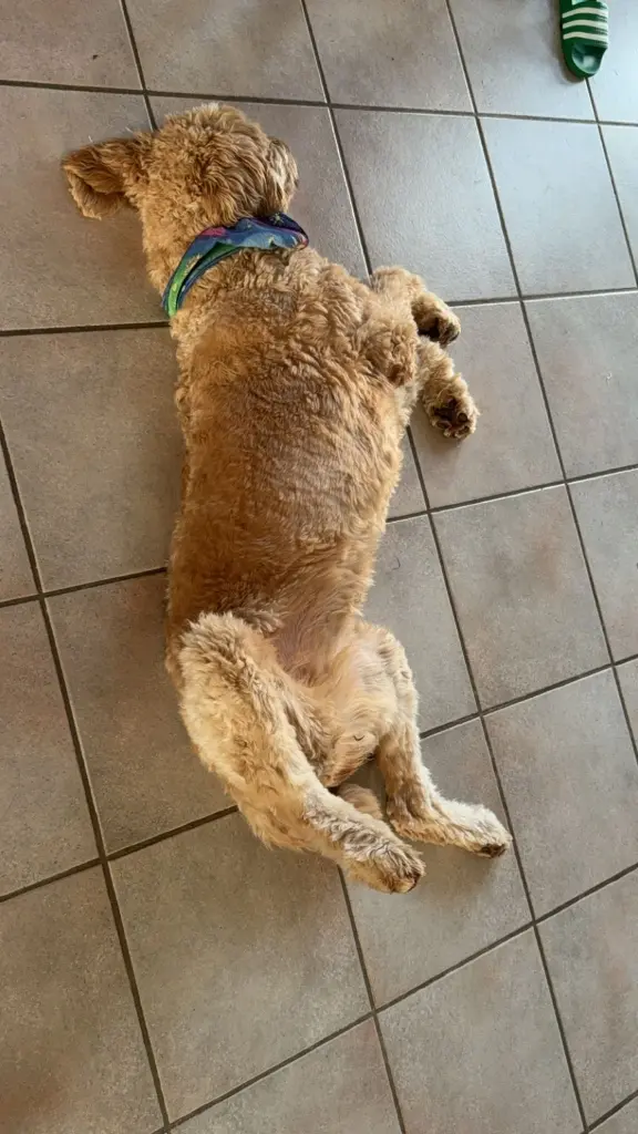 Bild von Bella