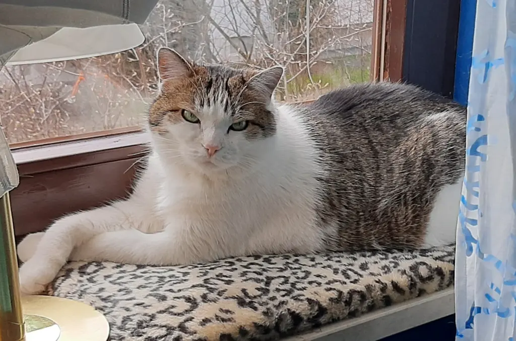 Bella auf der Fensterbank