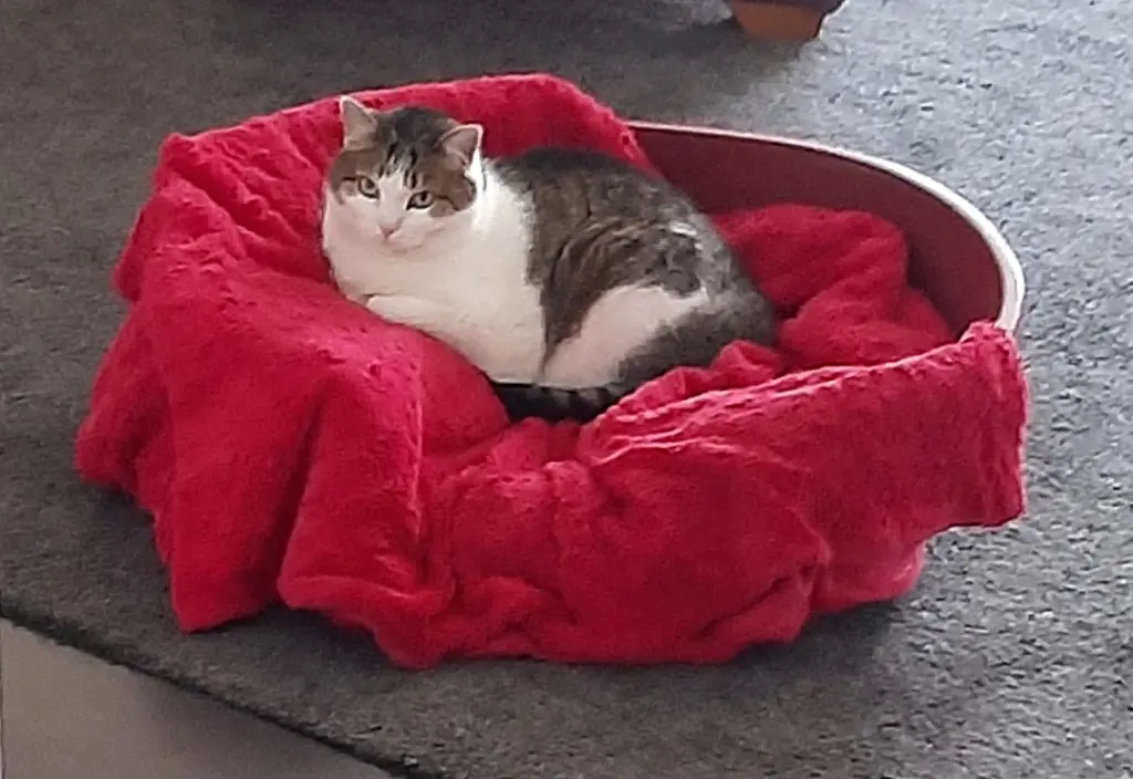 Bella in ihrem Körbchen