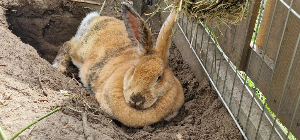 Bild von Nala