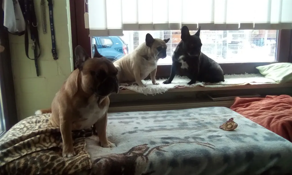 Condolence image of Elfi mit Joy,Meggy,Robby U BUDDY im Herzen