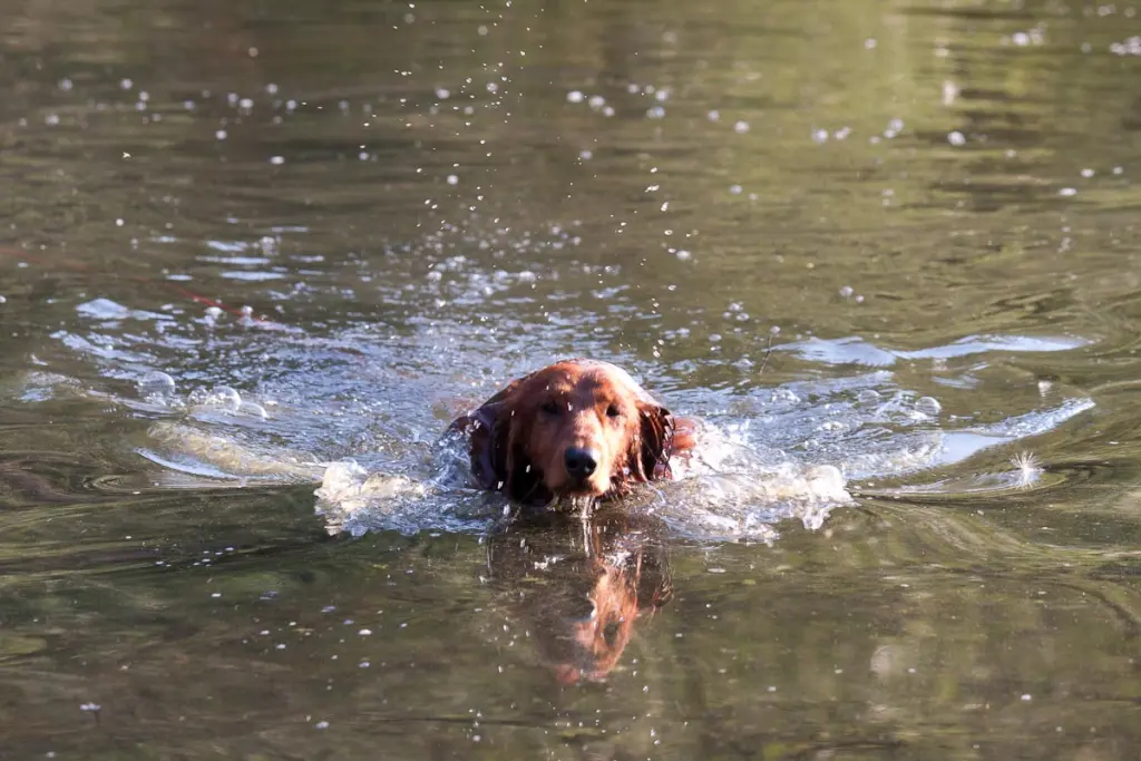 Du bist so gerne geschwommen.