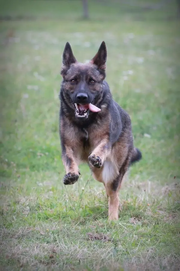 Image from Queenie vom Ludwigseck