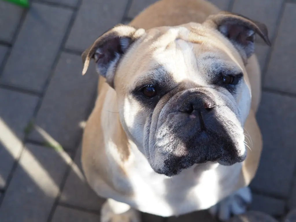 Bild von Loulou