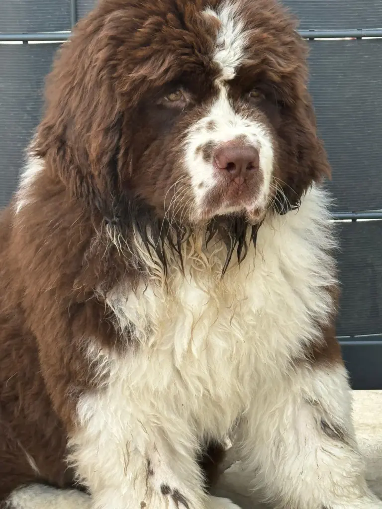 Andachtsbild von Heike