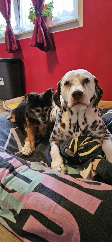 Urnenbild mit Laika