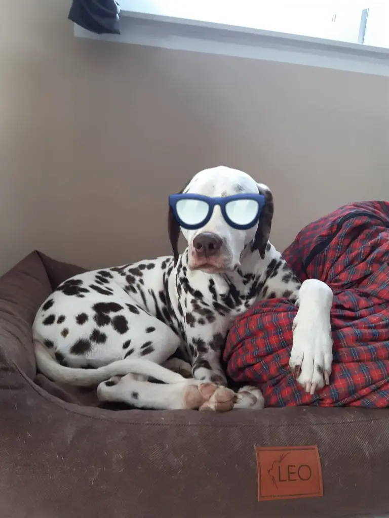 It's cool dog