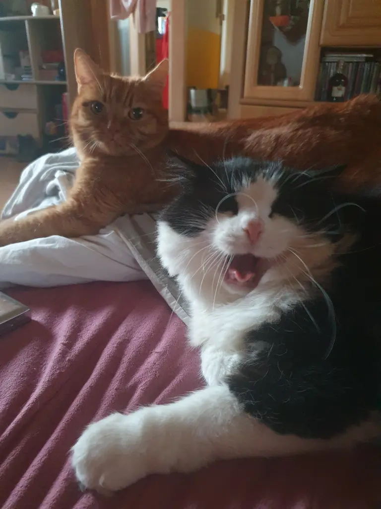 Bild von Scotty/Kleiner Mann