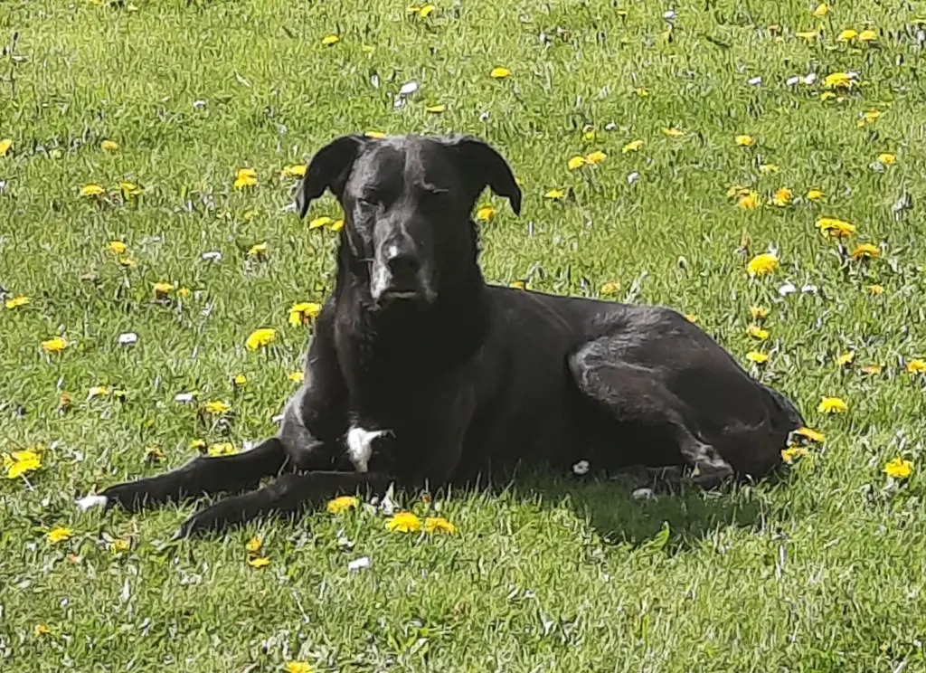 Bild von Jesco