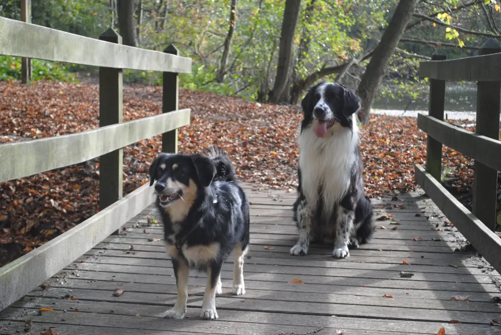 Du fehlst, deine Pia