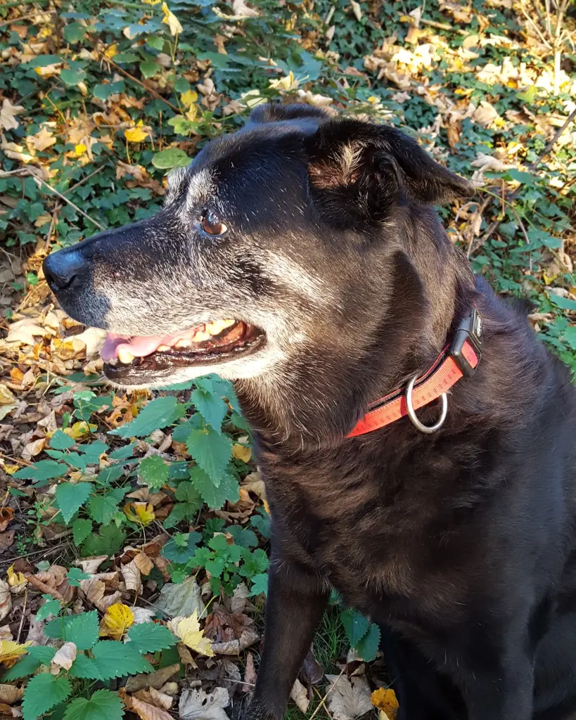 Andachtsbild von Mandy