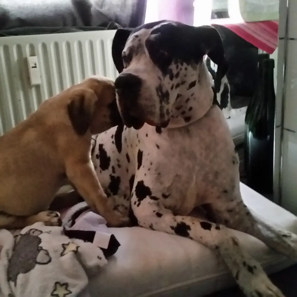 Andachtsbild von Daniela mit Sniper im Herzen