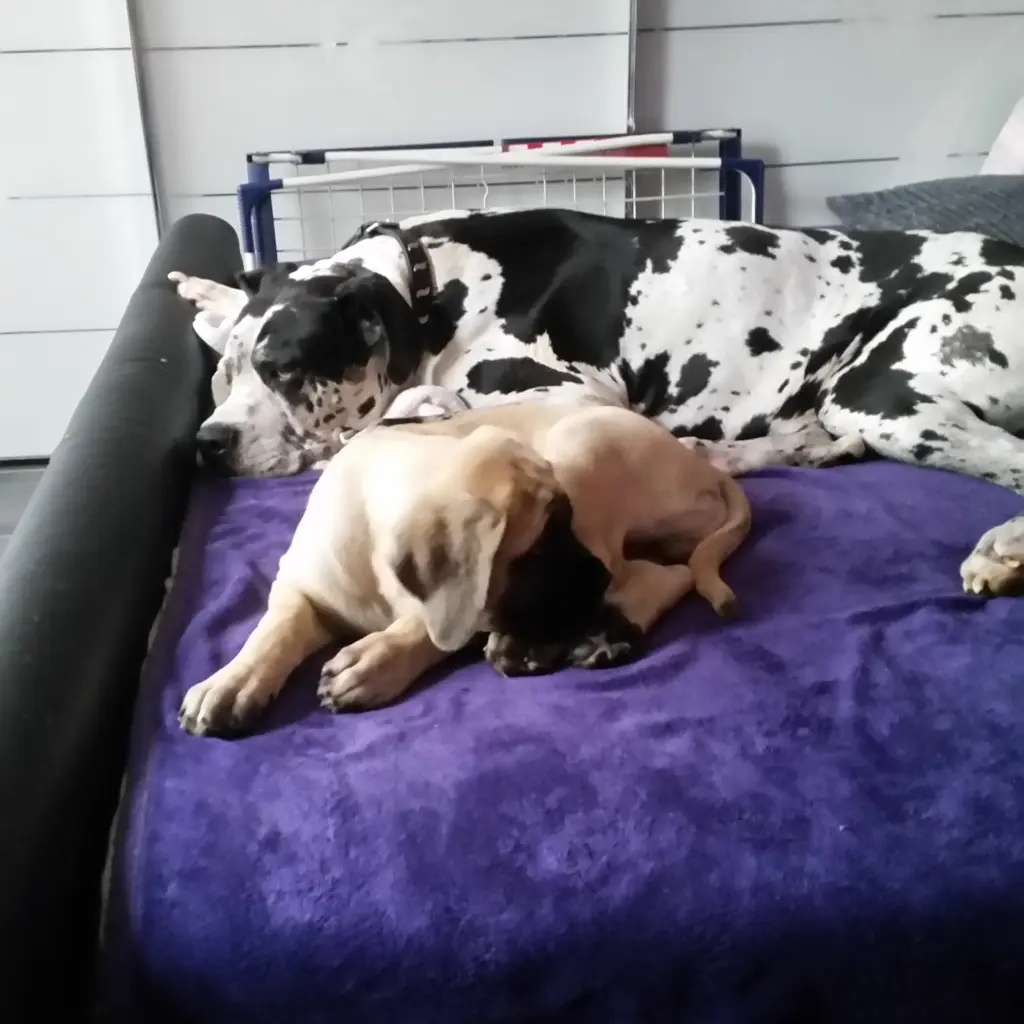 Condolence image of Daniela mit Sniper im Herzen