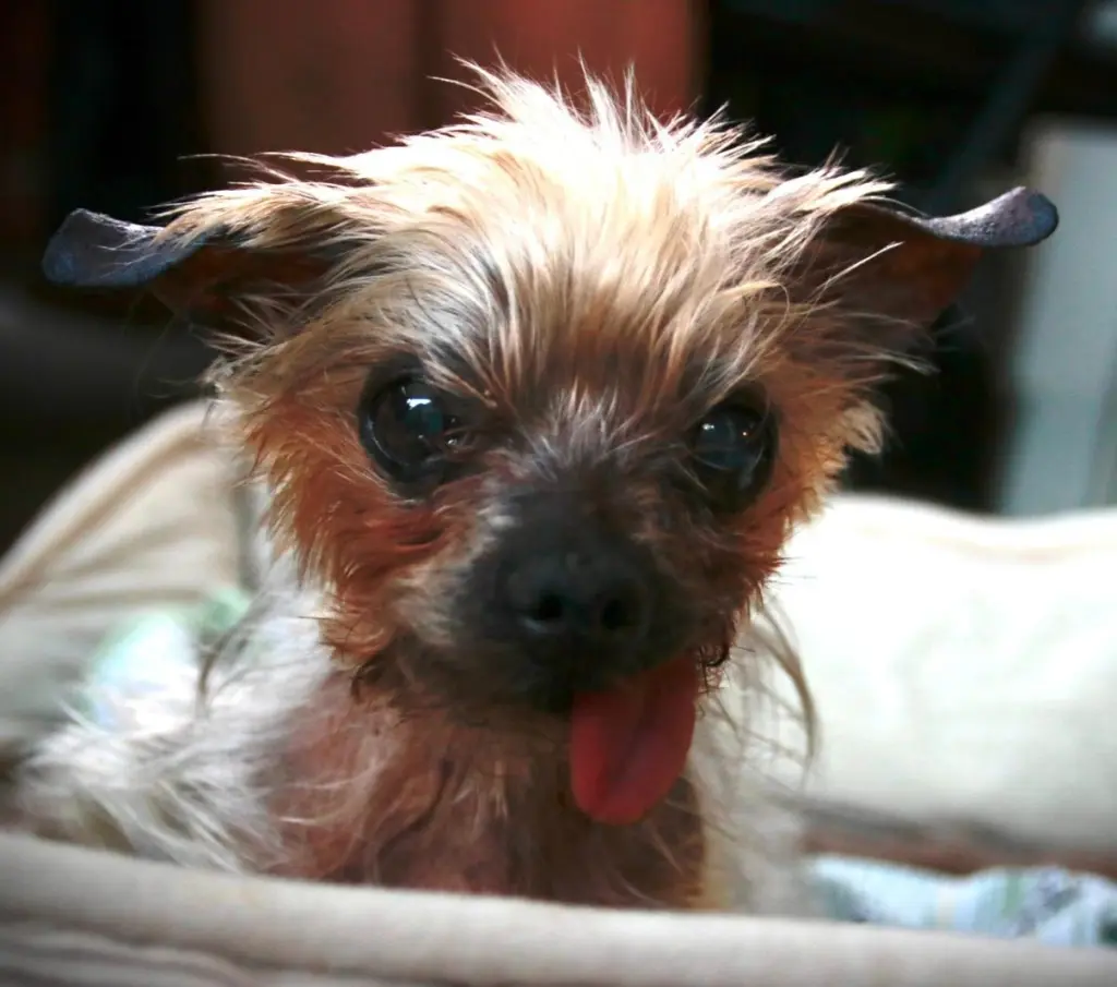 Andachtsbild von Bine