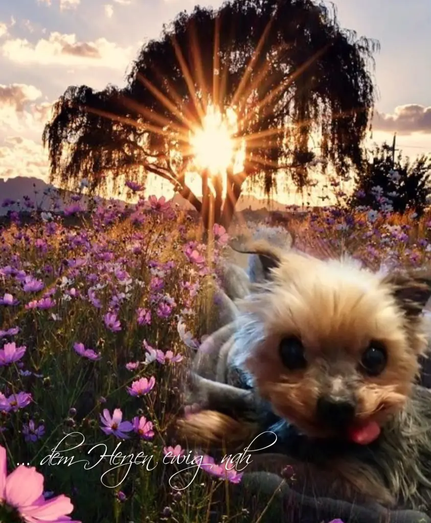 Andachtsbild von Gaby mit  ♡☙Snowy☙♡