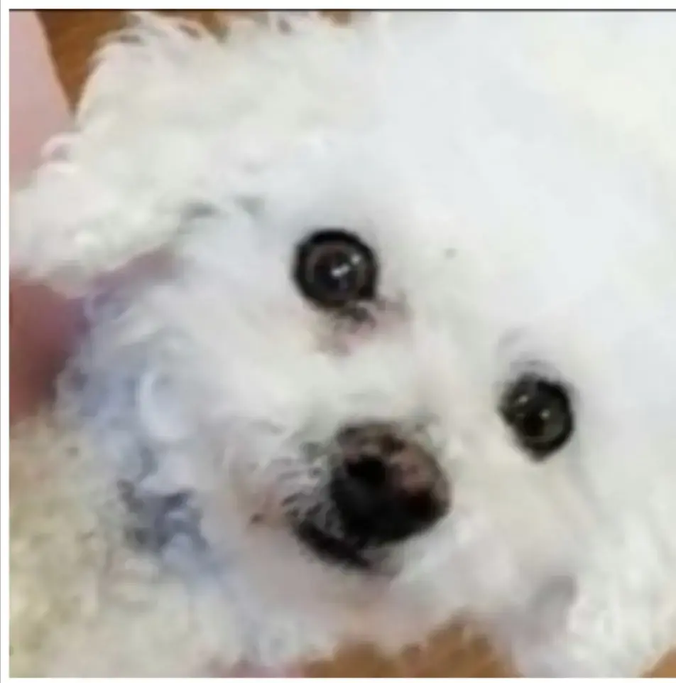 Condolence image of Snowy 🐾 für Snoopy ♡