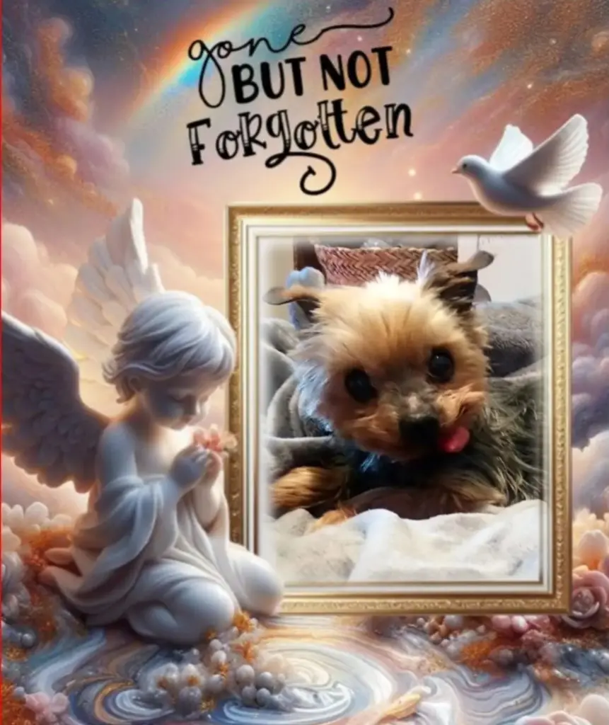 Condolence image of Snoopy♥️ geliebt♥️ und unvergessen♥️