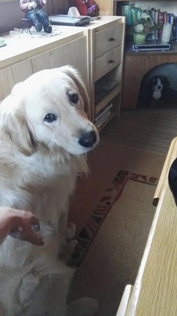 Condolence image of Peter & Christa mit Theo❤️