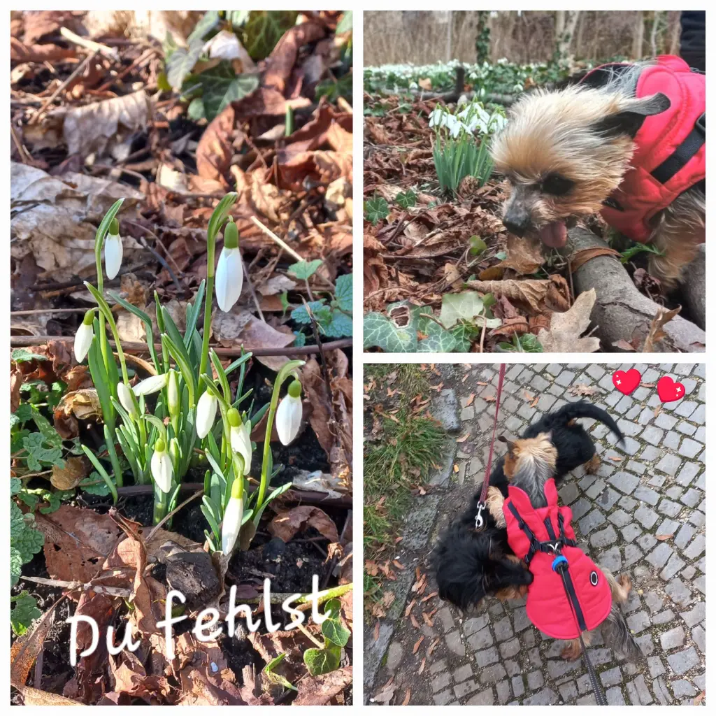 Condolence image of deine Familie ❤️