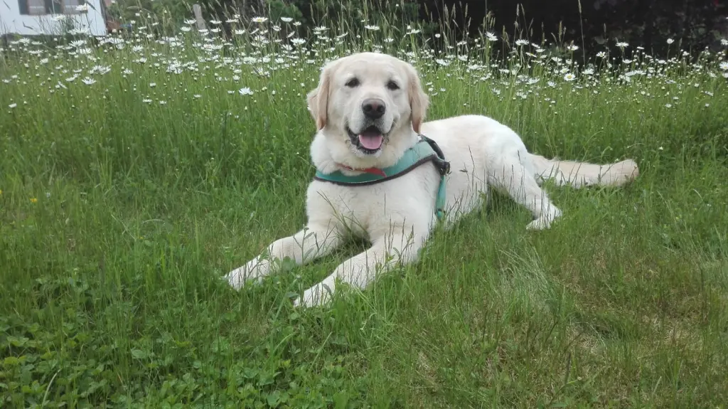 Condolence image of Christa mit Theo💞