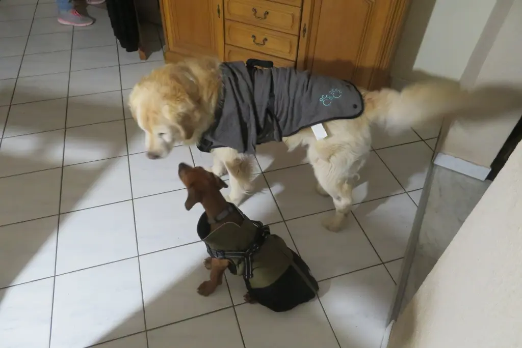 Condolence image of Gute Nacht Küsschen von Theo  mit Monti💞✨✨💞