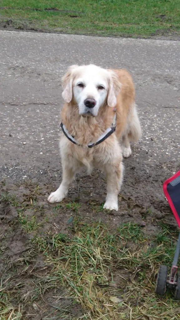 Condolence image of Bine mit Leica tief im Herzen 