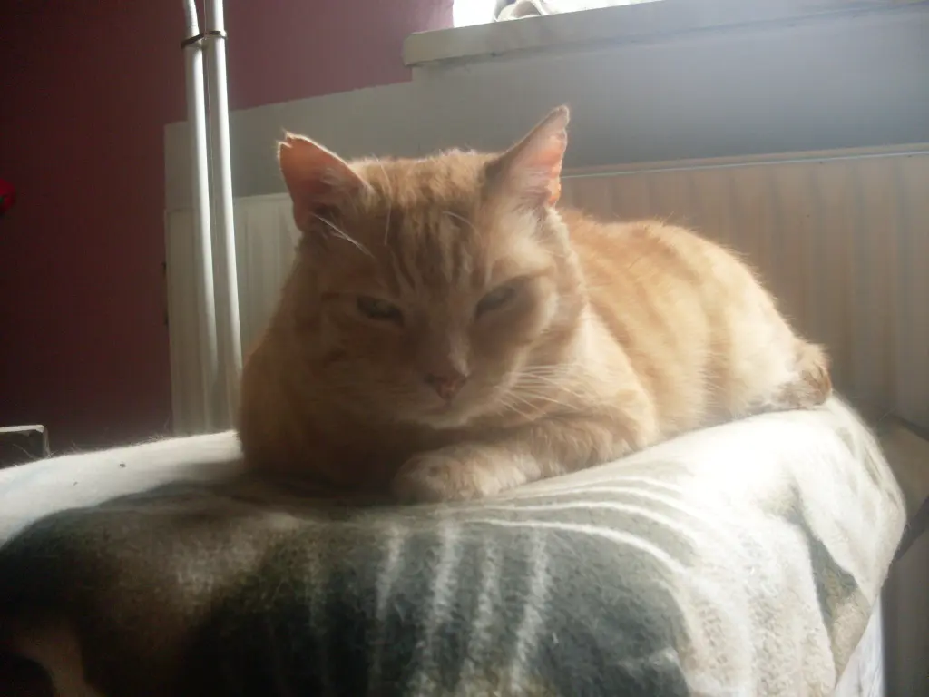 Condolence image of Michaela