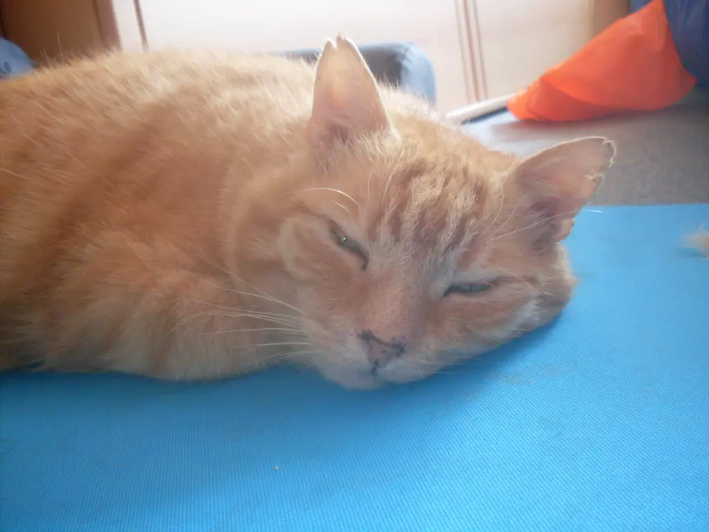 Condolence image of Michaela