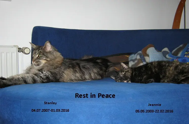Condolence image of Frauchen von Stanley (01.03.16) und Jeannie(22.02.16)