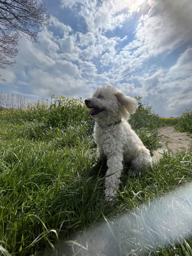 Andachtsbild von Claudia