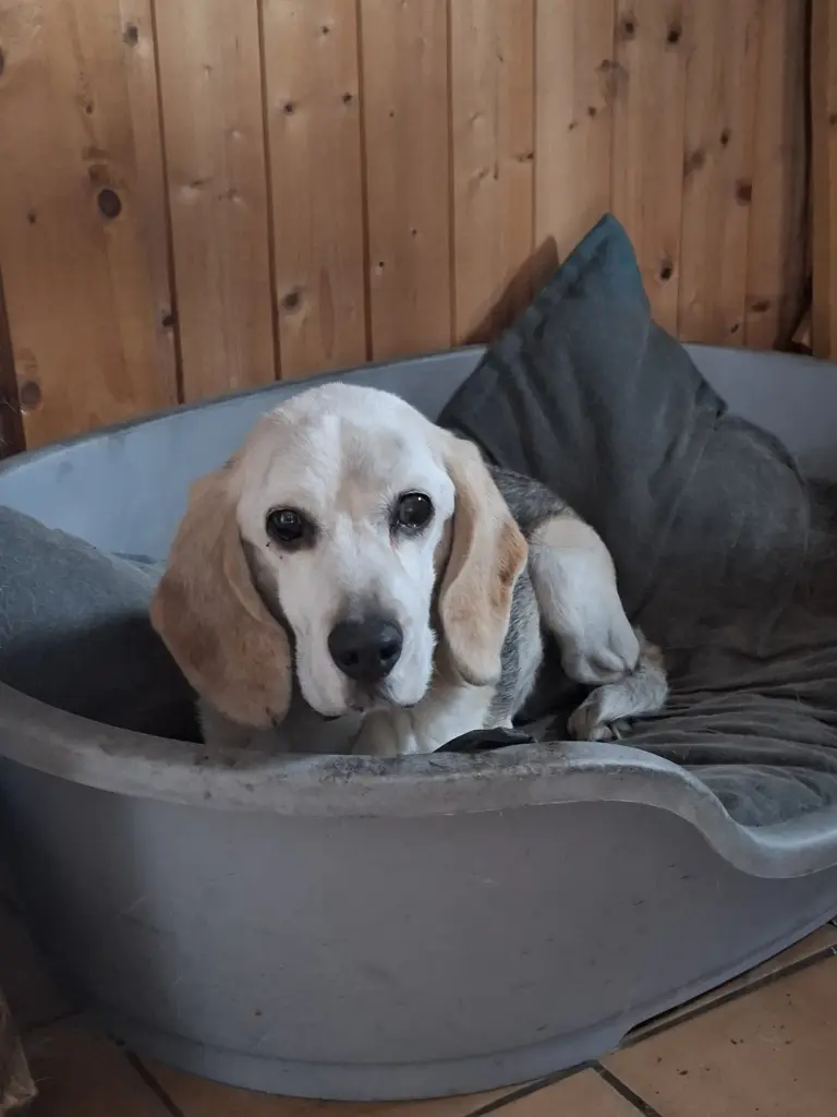 Letzte Stunde mit deinen treuen und traurigen Augen.