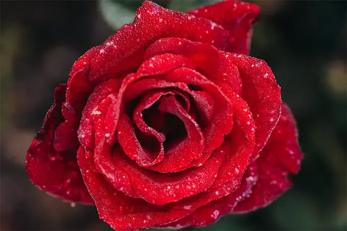 Andachtsbild von Konny mit Piccolino-Fly tief im ❤️