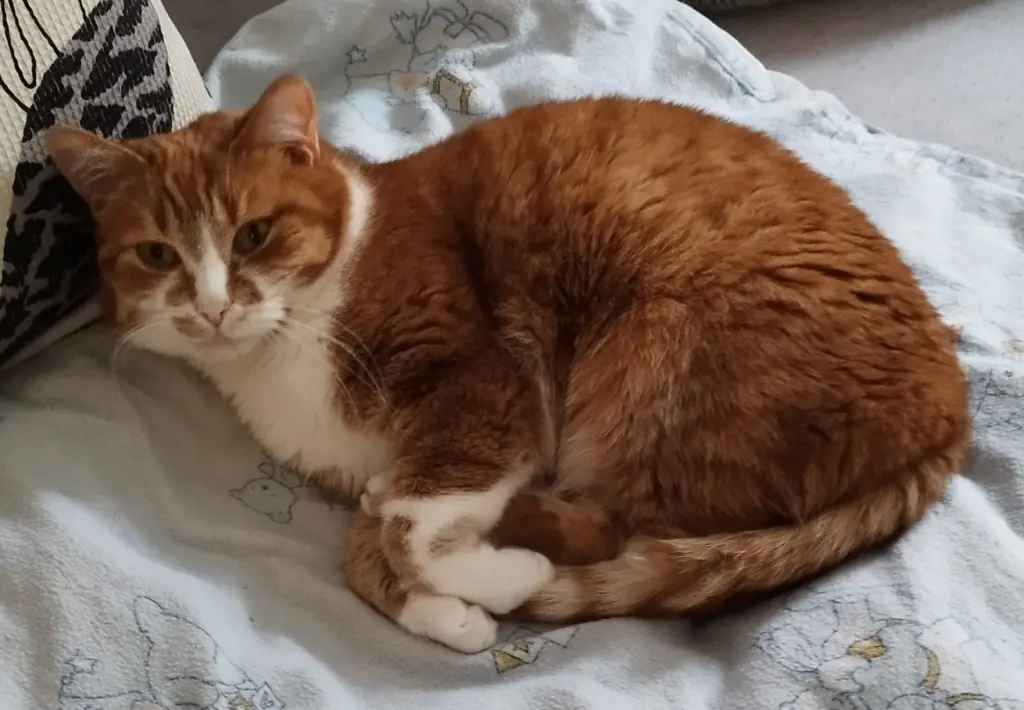 Bild von Garfield