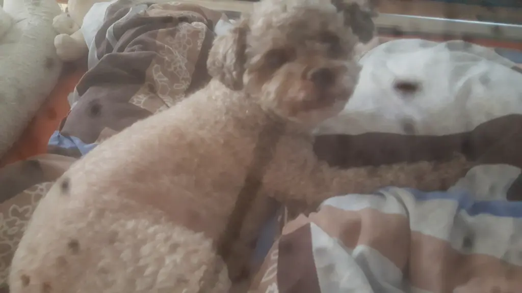 Andachtsbild von Angelo Biondi