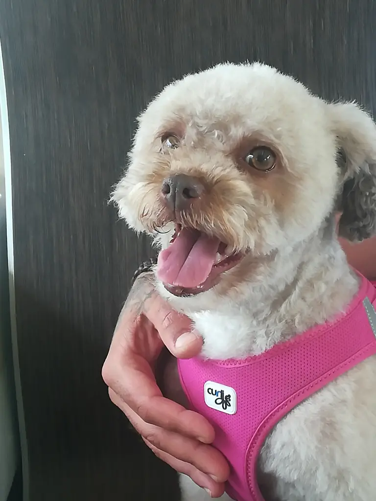 Andachtsbild von Biondi Angelo, Senior