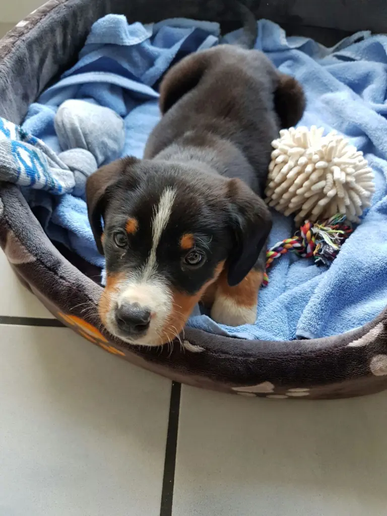 Der erste Tag zu Hause 🫠