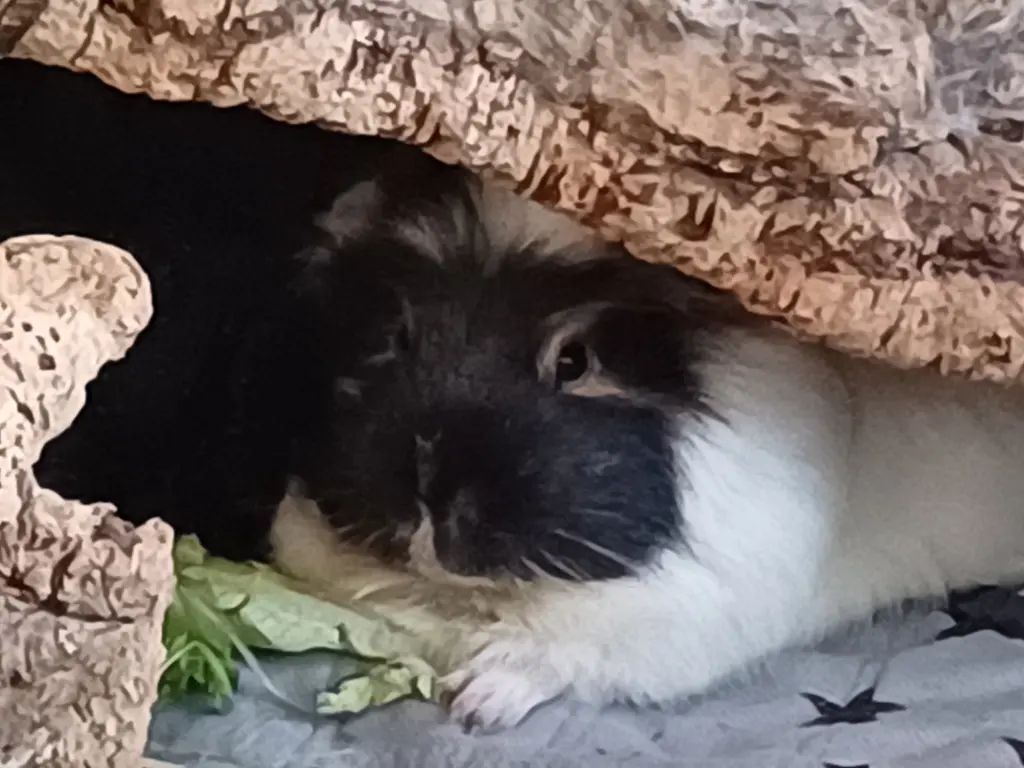 Bild von Lissy (Lidschi)